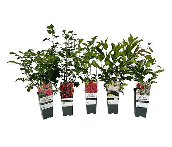 Naturschutzhecke rot-wei&szlig; -  (5er-Set)