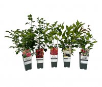 Naturschutzhecke rot-wei&szlig; -  (5er-Set)