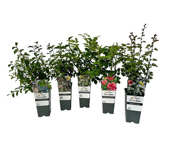 Naturschutzhecke mehrfarbig - (5er-Set)
