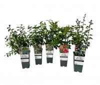 Naturschutzhecke mehrfarbig - (5er-Set)
