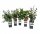 Naturschutzhecke mehrfarbig - (5er-Set)