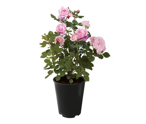 Rose Gr&auml;fin Marie Henriette