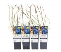 Blaubeeren, 4er