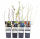 Wellnessobst Set, 4er