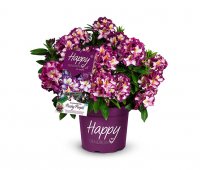 Rhododendron Happy Dendron Pushy Purple