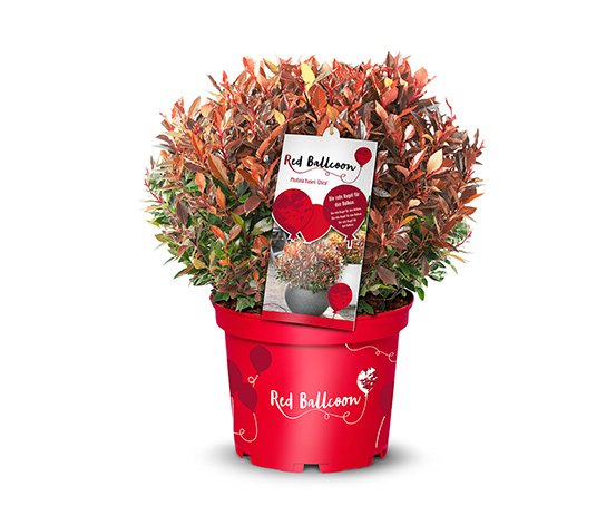 Photinia Red Ballcon