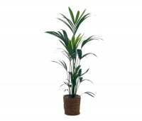 Kentia-Palme mit &Uuml;bertopf