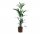 Kentia-Palme mit &Uuml;bertopf