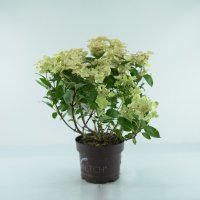 Rispenhortensie, Switch