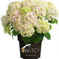Rispenhortensie, Switch