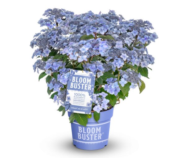 Rispenhortensie, Bloombuster, blau