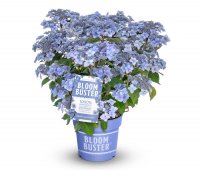 Rispenhortensie, Bloombuster, blau