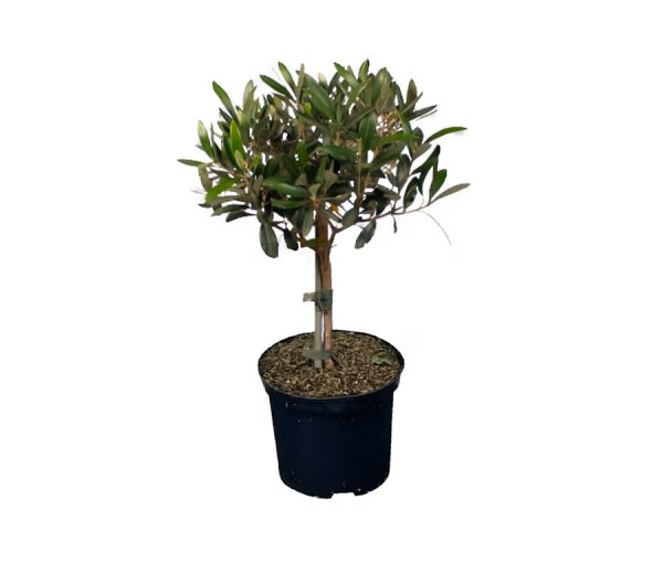 Olivenbaum