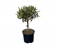 Olivenbaum