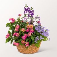 Sommerwiese im K&ouml;rbchen