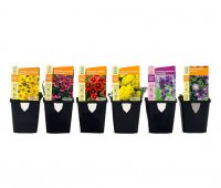Bienenstaudenmix