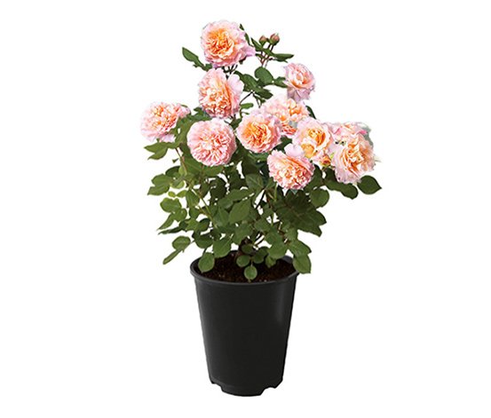 Rose Augusta Luise