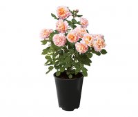 Rose Augusta Luise
