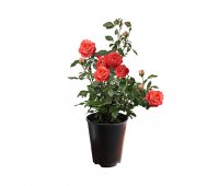 Rose Queen of Hearts