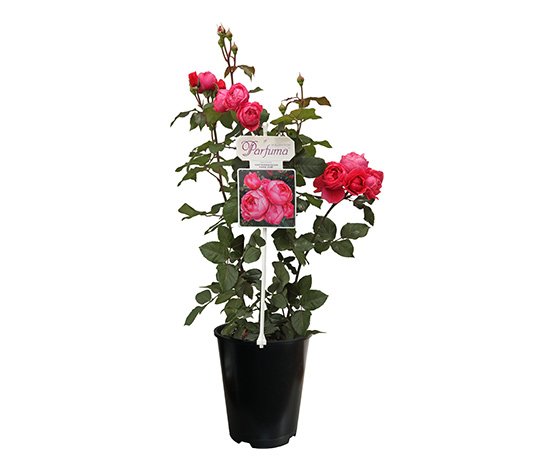 Rose Gartenprinzessin Marie-Jose