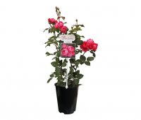 Rose Gartenprinzessin Marie-Jose