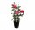 Rose Gartenprinzessin Marie-Jose