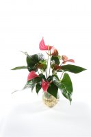 Waterplant Anthurie, pink incl. Glas