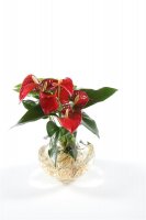 Waterplant Anthurie, rot incl. Glas