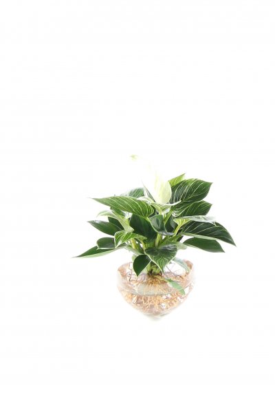 Waterplant Philodendron incl. Glas