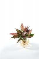 Waterplant Kolbenfaden incl. Glas