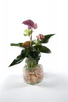 Waterplant Anthurie, lila incl. Glas