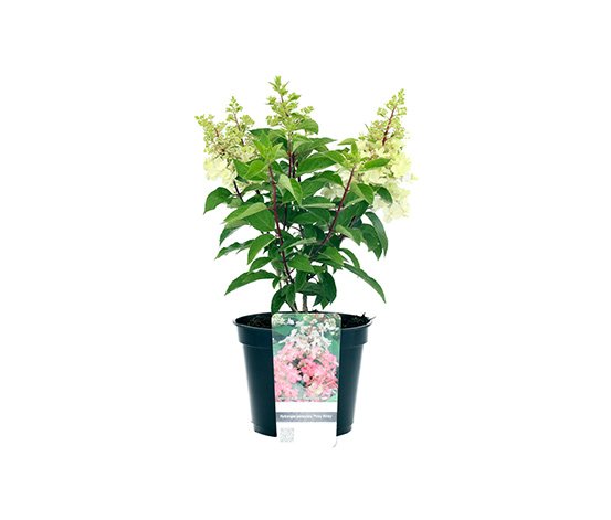 Rispenhortensie Pinky Winky