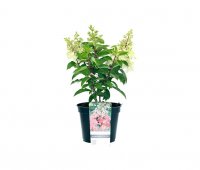 Rispenhortensie Pinky Winky