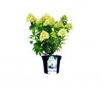 Rispenhortensie Limelight