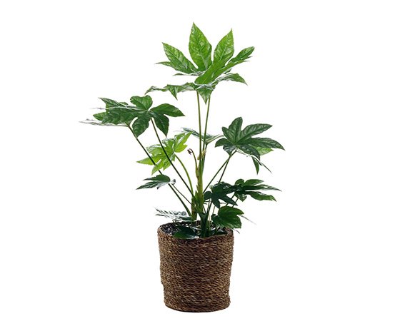 Zimmerpflanze Fatsia mit &Uuml;bertopf