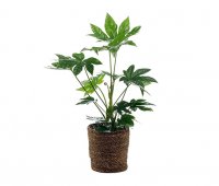 Zimmerpflanze Fatsia mit &Uuml;bertopf
