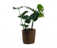 Zimmerpflanze Monstera mit &Uuml;bertopf