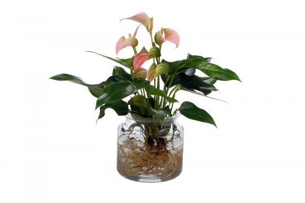 Waterplant Anthurie "Joli Peach" mit Glas