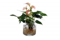 Waterplant Anthurie "Joli Peach" mit Glas