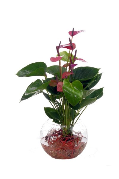 Waterplant Anthurie Baby Purple incl. Glas