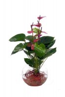 Waterplant Anthurie Baby Purple incl. Glas