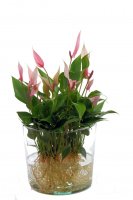 Waterplant Anthurie "Lilli Lilli" mit Glas