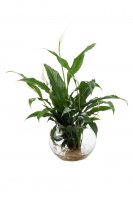 Waterplant  Spathiphyllum Kochii, gro&szlig; incl. Glas