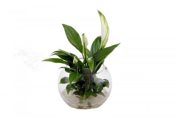 Waterplant  Spathiphyllum Kochii, klein incl. Glas
