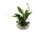 Waterplant  Spathiphyllum Kochii, klein incl. Glas