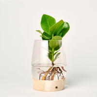 Waterplant Clusia mit LED-Licht