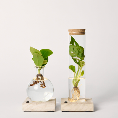 2er-Set Waterplants mit LED-Lichtern