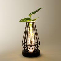 Waterplant Monstera im Metallgef&auml;&szlig;