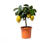 Zitronenbaum